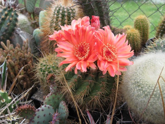 Notocactus ottonis var. vencluianus 1